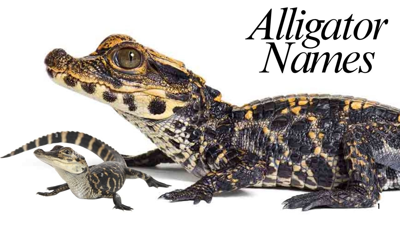 Alligator Names: The Complete Guide to Naming America’s Most Iconic Reptile