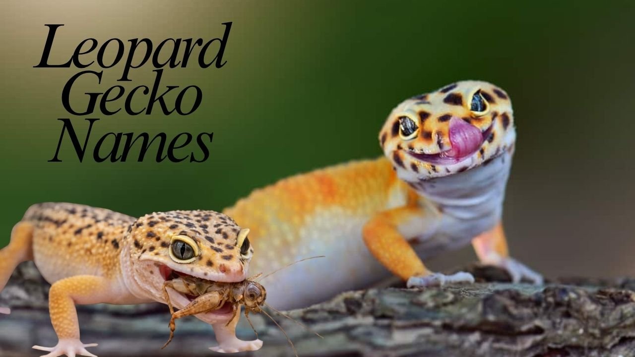 Leopard Gecko Names: 500+ Unique, Funny & Cute Ideas (2026 Guide)